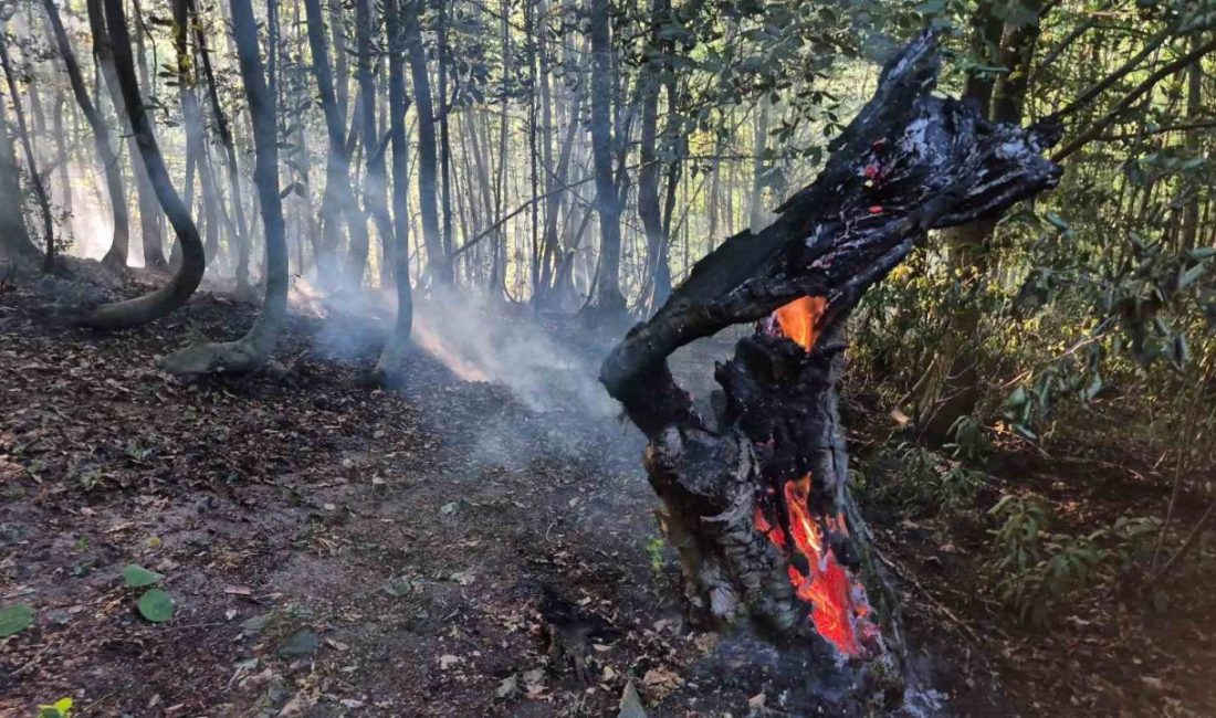 Düzce’nin Çilimli ilçesinde akşam saatlerinde başlayan orman yangınında 10 dönümlük