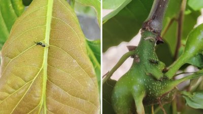 DÜZCE(İHA) – Düzce’nin Yığılca ilçesinde kestane ormanlarına gal arasıyla mücadele
