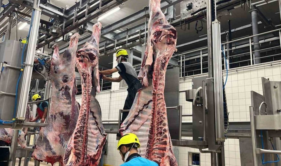 Kocaeli Büyükşehir Belediyesi, Kurban Bayramı’nda kesilen hayvanların hastalıklı organlarının gelişigüzel
