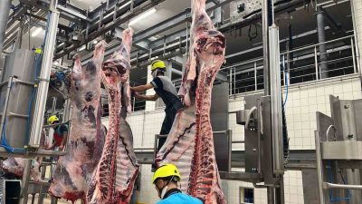 Kocaeli Büyükşehir Belediyesi, Kurban Bayramı’nda kesilen hayvanların hastalıklı organlarının gelişigüzel