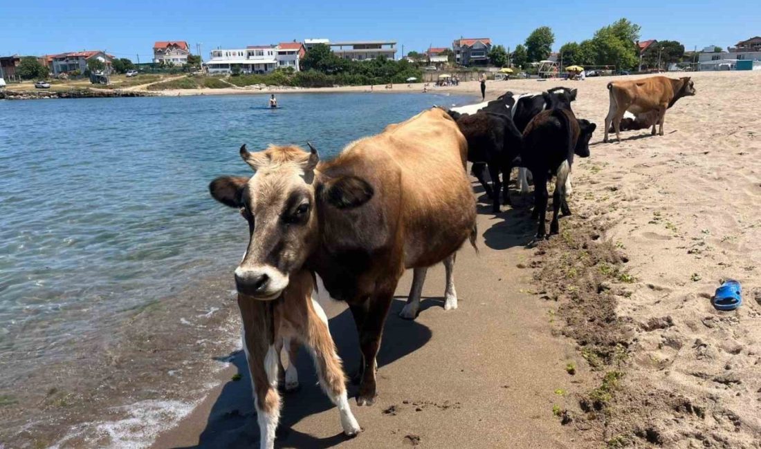 Kocaeli sahillerinde ineklerin deniz keyfi Hava sıcaklığının 35 dereceyi aştığı Kocaeli’nin Kandıra ilçesinde inekler sahile