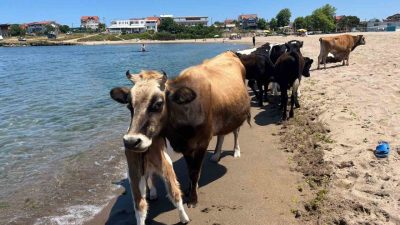 Hava sıcaklığının 35 dereceyi aştığı Kocaeli’nin Kandıra ilçesinde inekler sahile