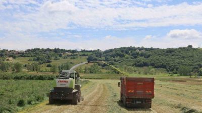 Kocaeli Büyükşehir Belediyesi’nin yüzde 50 hibeli süt otu tohumu desteğinden