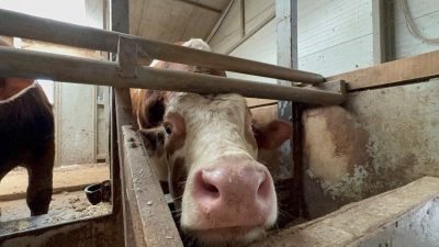 DÜZCE (İHA) – Kurban Bayramına sayılı gönler kala haraketlilik sürüyor.