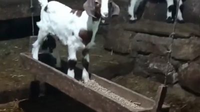 Bolu’nun Mudurnu ilçesinde bir oğlak, zincirle tavana bağlı yemliğin üzerinde