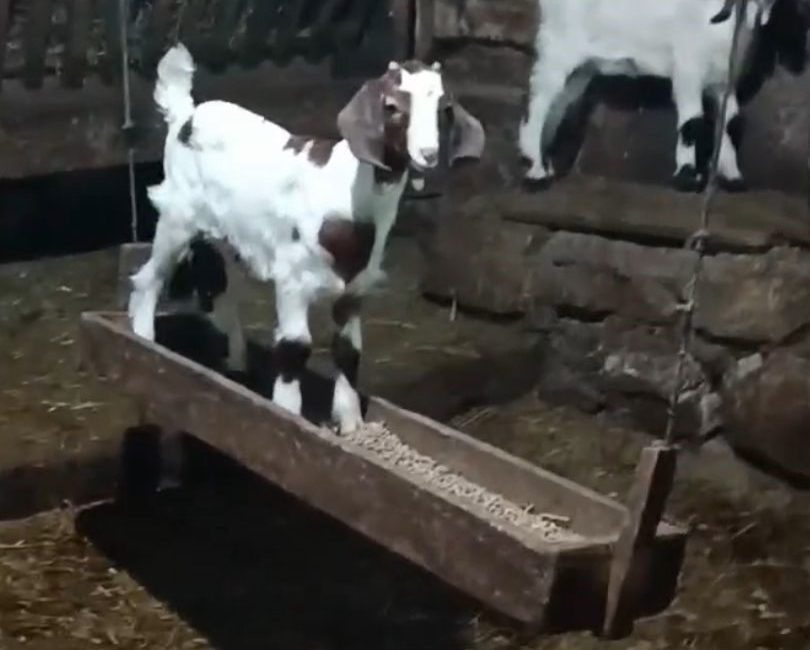 Oğlağın ahırda salıncak keyfi kamerada Bolu’nun Mudurnu ilçesinde bir oğlak, zincirle tavana bağlı yemliğin üzerinde