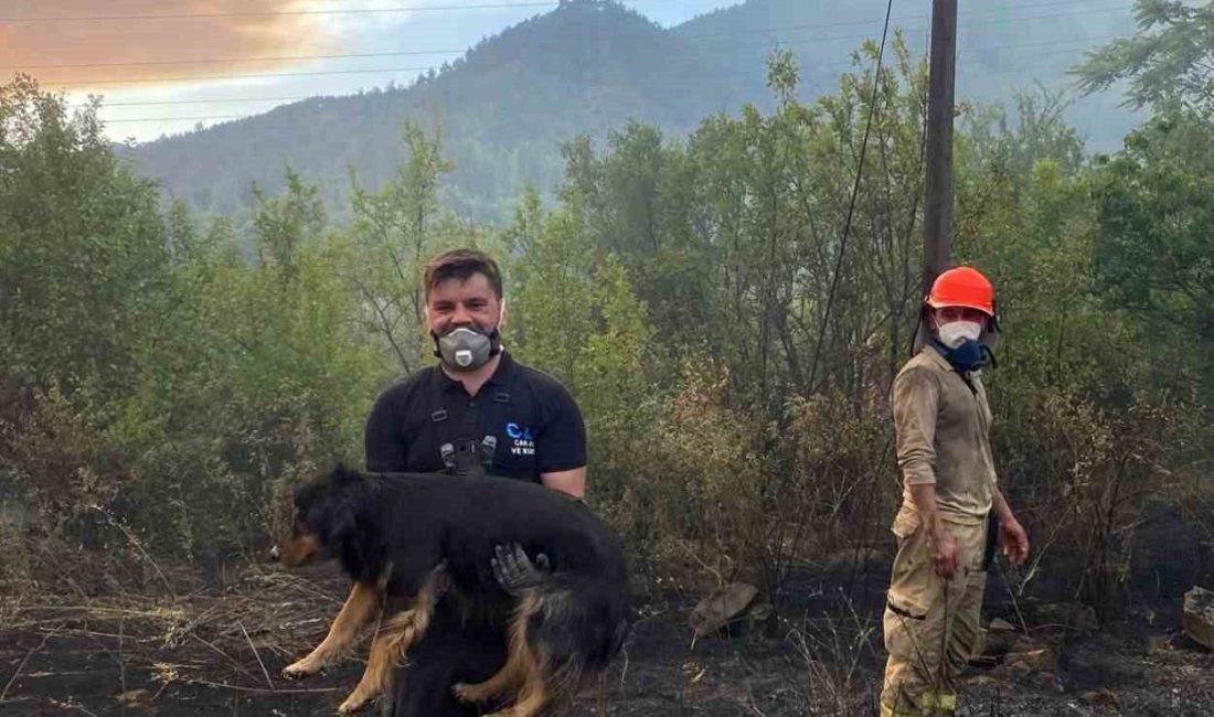 Orman yangınında alevlerin ortasındaki köpeği kurtaran görevli takdir topladı Sakarya’nın Taraklı ilçesinde başlayarak Bilecik sınırına kadar ulaşan geniş çaplı