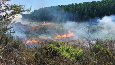 Sakarya’nın Akyazı ilçesinde, geri dönüşüm tesisi yanındaki ormanlık alanda çıkan