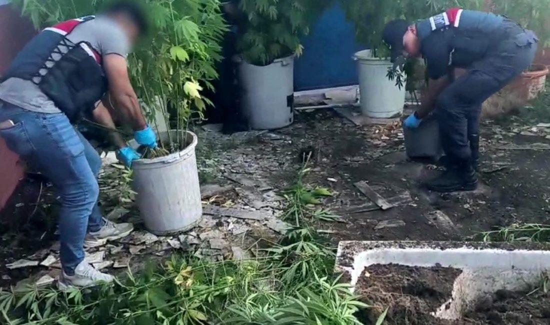 Sakarya’da uyuşturucu operasyonu: 1 tutuklama Sakarya’nın Geyve ilçesinde jandarma ekiplerince gerçekleştirilen uyuşturucu operasyonunda 302 kök