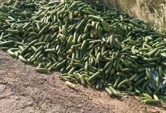 Kocaeli’nin Darıca ilçesinde çok sayıda salatalık boş araziye atıldı. Bu