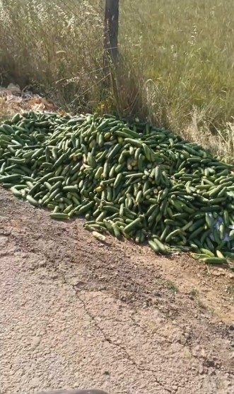 Salatalıkları sokağa attılar Kocaeli’nin Darıca ilçesinde çok sayıda salatalık boş araziye atıldı. Bu