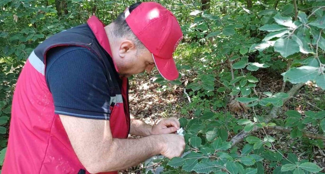 Kocaeli’nin Kandıra ilçesinde fındık üreticilerinin adeta korkulu rüyası haline gelen