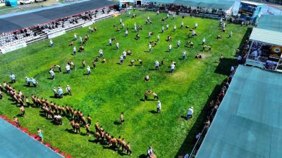 Binlerce güreşseverin ilgi gösterdiği 17. Sekapark Altın Kemer Yağlı Güreşleri,