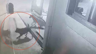 Kastamonu’nun Cide ilçesinde grup halinde gezen sokak köpekleri, park halindeki