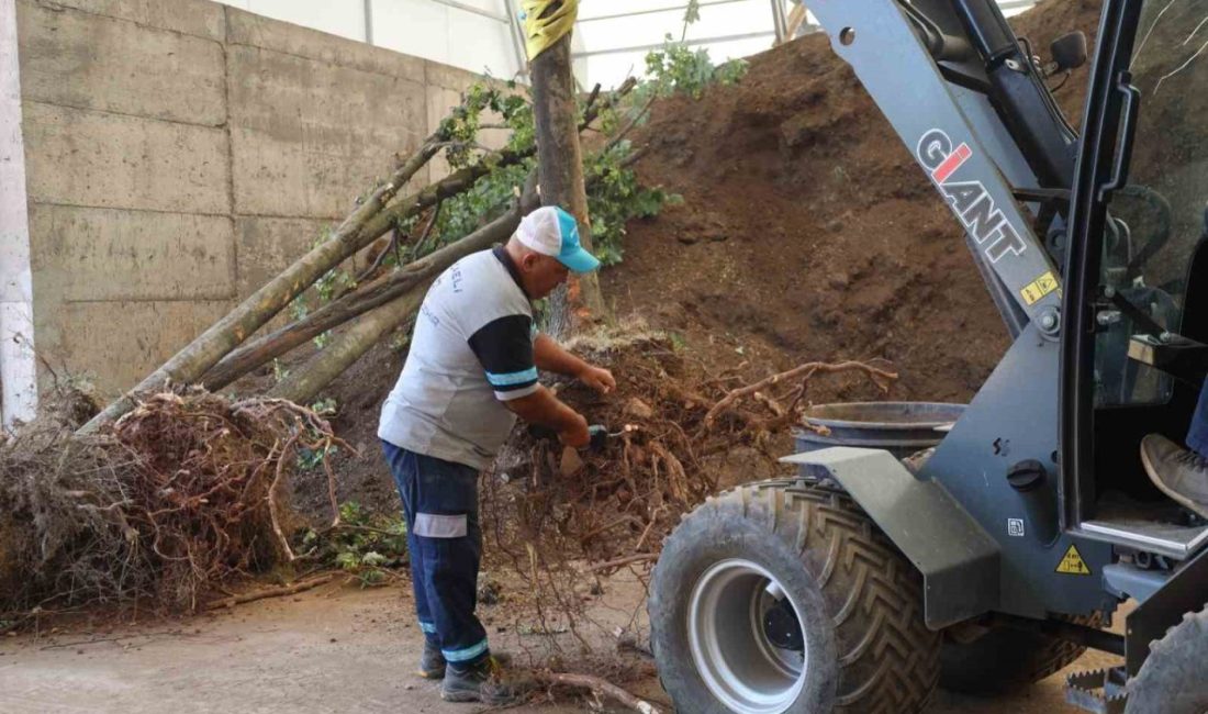 Sökülen ağaçlar korunuyor Kocaeli’de “Başiskele Kavşağı Koridor Projesi” kapsamında kökleriyle sökülen ağaçlar, bakımları
