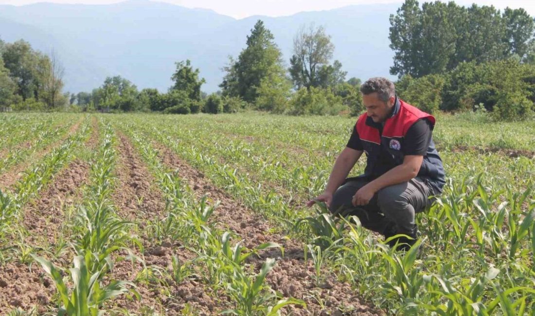 DÜZCE(İHA) – Düzce İl Tarım ve Orman Müdürlüğü mısır üreticisine