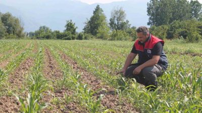 DÜZCE(İHA) – Düzce İl Tarım ve Orman Müdürlüğü mısır üreticisine