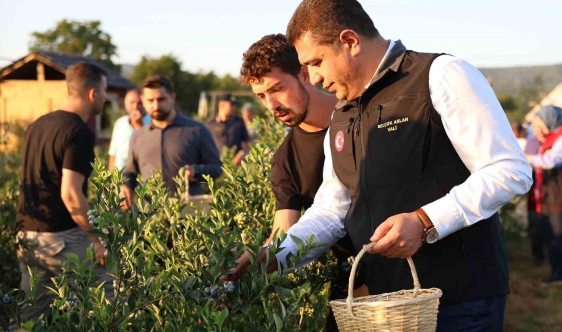 Süper meyvenin hasadını vali elleriyle yaptı Düzce’de üniversiteli girişimcinin yetiştirdiği yaban mersinlerinin ilk hasadını Vali Selçuk