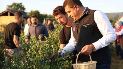 Düzce’de üniversiteli girişimcinin yetiştirdiği yaban mersinlerinin ilk hasadını Vali Selçuk