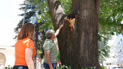 DÜZCE (İHA) – Düzce’de geçtiğimiz günlerde üzerinden dal düşen ağaç,