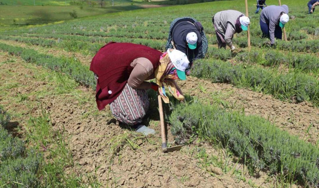 Kocaeli Büyükşehir Belediyesi’nin 5 yıl önce hayata geçirdiği “Tıbbi ve