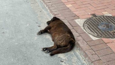 Bolu Veteriner Hekimler Odası Başkanı Mehmet Ok, son dönemde artış