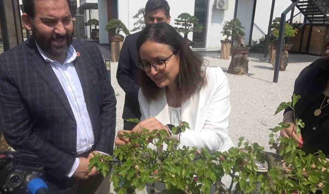 Yalova Bonsai Müzesi’nde dut hasadı Avrupa’nın en büyük, Türkiye’nin ise ilk ve tek bonsai müzesindeki