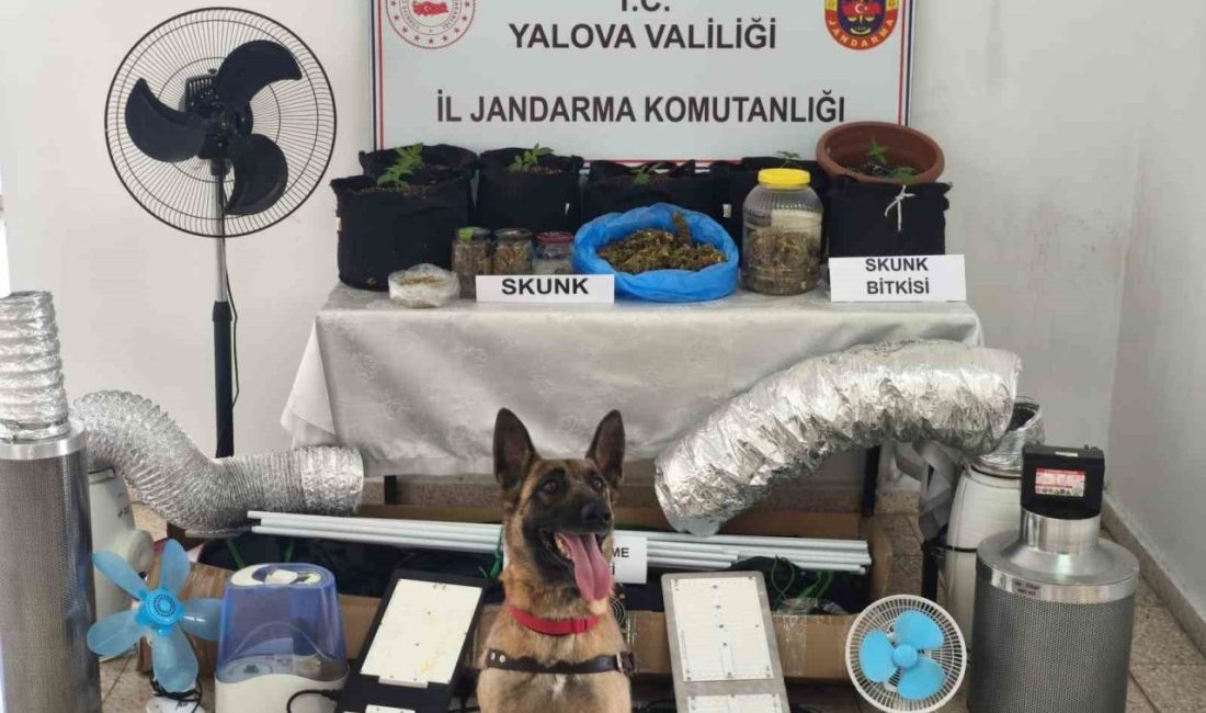 Yalova’da evini uyuşturucu serasına çeviren zanlı yakalandı Yalova’nın Çınarcık ilçesinde evinde iklimlendirme sistemi kurarak uyuşturucu yetiştiren şüpheli