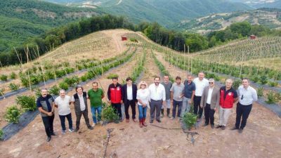 Yalova’nın Altınova ilçesine bağlı Sermayecik köyünde mavi yemiş (yaban mersini)