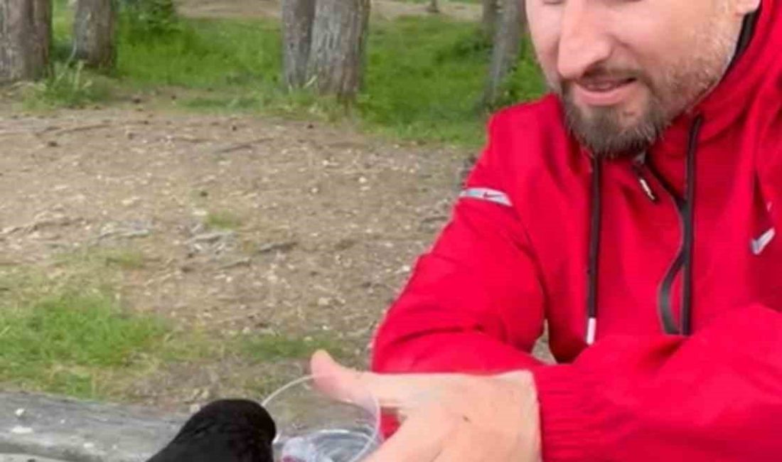 Yavru kargaya bardakla su verdiler, elleriyle beslediler Bolu’nun doğal güzellikleriyle ünlü Abant Tabiat Parkı’nda piknik yapan aile,