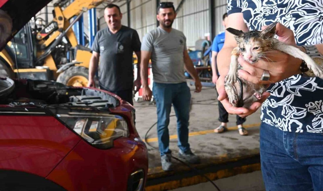 Yavru kedi kurtarma operasyonu Başiskele’de bir otomobilin motor kısmına giren yavru kedi, uzun uğraşlar