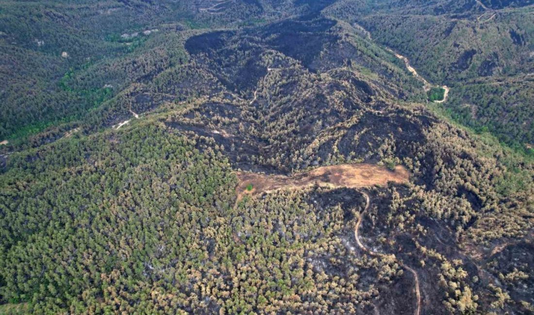 Yeşilin tonlarının yanarak siyaha büründüğü alanlar havadan da görüntülendi Sakarya’nın Taraklı ilçesinde çıkan yangını söndürme ve soğutma çalışmaları devam