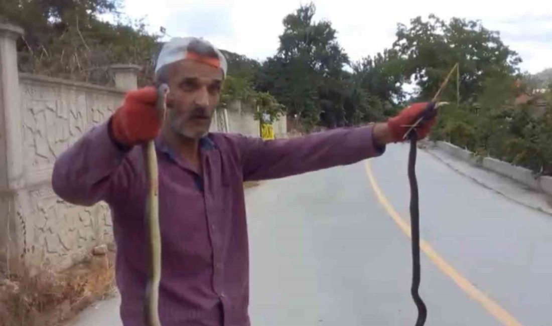 Yılanları elleriyle yakaladı Düzce’nin Akçakoca ilçesinde bir kişinin yılanları elleriyle yakaladığı anlar saniye