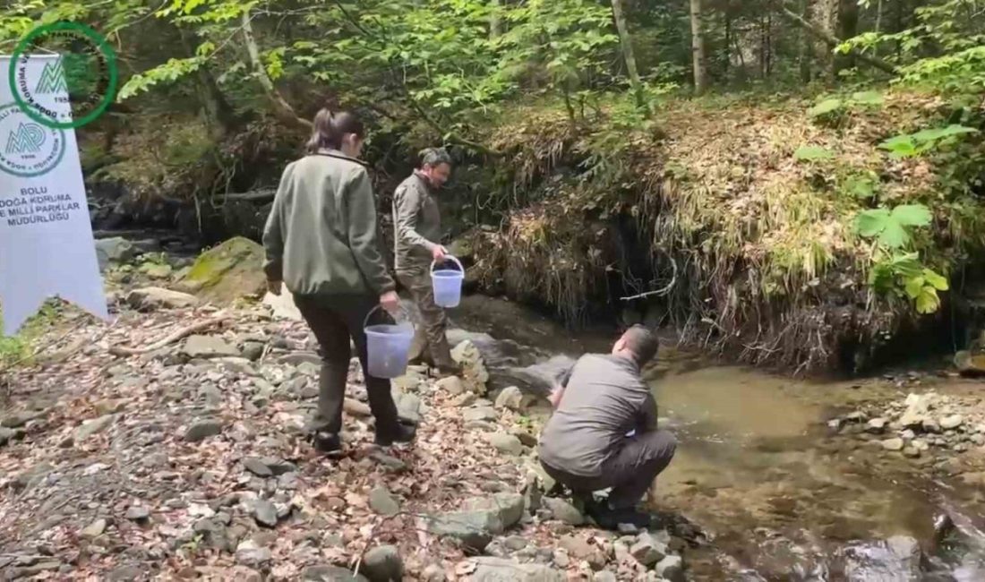 Yüzlerce alabalık derelere salındı Bolu’da orman içi sulardaki doğal alabalık popülasyonlarını artırmak amacıyla yüzlerce