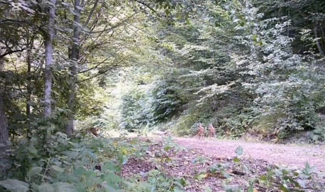 Anne ve yavru karacalar orman turunda fotokapana yansıdı DÜZCE (İHA) – Düzce’nin Yığılca ilçesindeki ormanlık alanda, bir anne