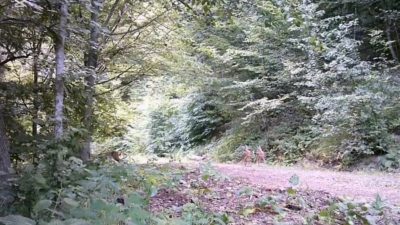 DÜZCE (İHA) – Düzce’nin Yığılca ilçesindeki ormanlık alanda, bir anne