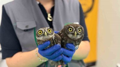 Kandıra’da bir evin bacasında mahsur kalan iki baykuş, itfaiye ekipleri