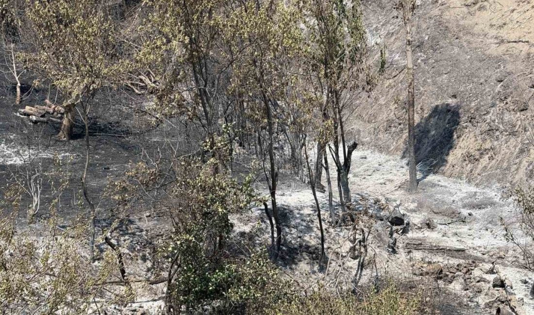 Tarım ve Orman Bakan Yardımcısı Abdulkadir Polat, Sakarya’nın Geyve ilçesinde