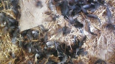 Kastamonu’nun İnebolu ilçesinde başıboş köpekler, girdikleri kümeste bulunan 22 tavuğu