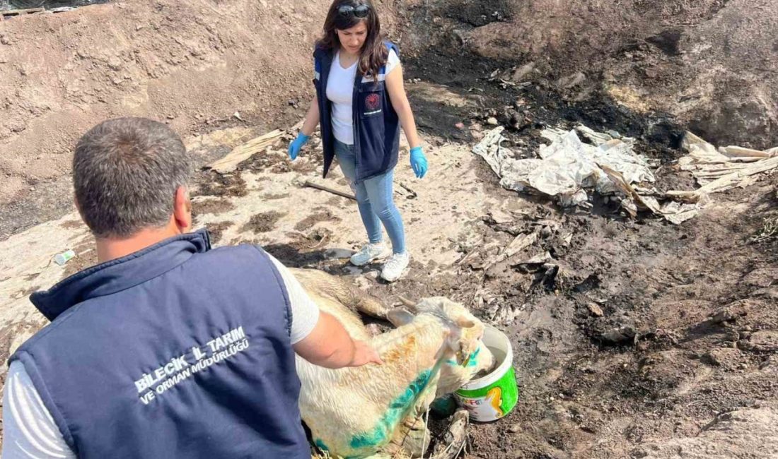 Bilecik’te acı bilanço ortaya çıktı Bilecik’te 3 gün süren ve dün yağmurun etkisiyle söndürülen orman