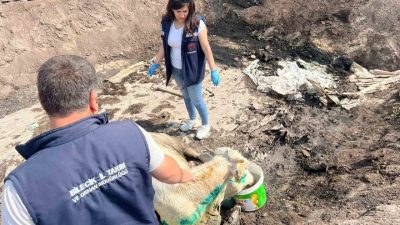 Bilecik’te 3 gün süren ve dün yağmurun etkisiyle söndürülen orman