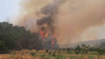 Sakarya’da çıkan ve Bilecik’e sıçrayan orman yangınında alevler bu sabah