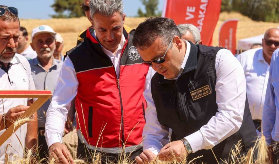 Bilecik’te bu yıl 75 bin 104 ton buğday hasadı yapılacak Bilecik’te 305 bin 863 dekar alanda buğday ekimi yapılmış, bu