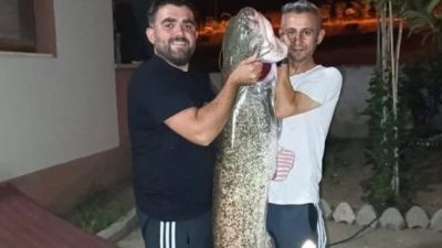 Bilecik’te, amatör balıkçıların oltasına yaklaşık 30 kilogram ağırlığında ve 1