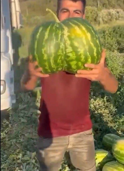 Bilecik’te hasat edilen ikiz kavun ve karpuz görenleri hayrete düşürdü Bilecik’te hasat edilen ikiz kavun ve karpuz görenleri hayrete düşürdü.
