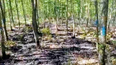 Bilecik’in Pazaryeri ilçesinde çıkan orman yangını ekiplerin müdahalesi sonucunda büyümeden