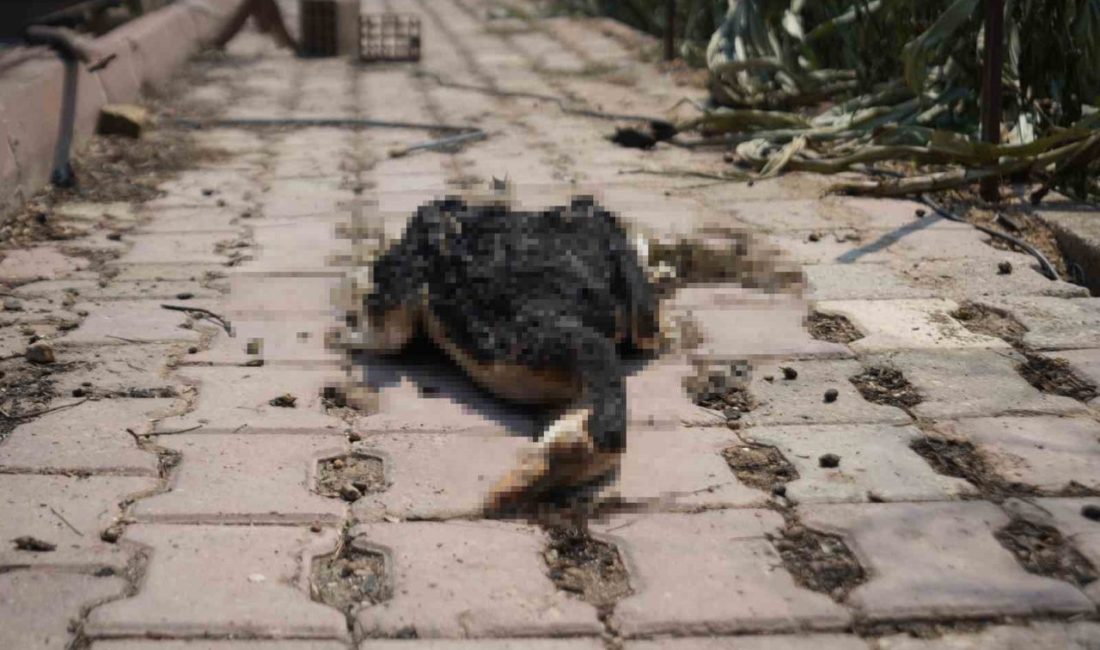 Bilecik’in Osmaneli ilçesindeki orman yangınında alevlerin yaklaştığı Selçik köyü dün