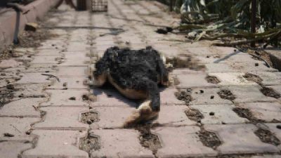 Bilecik’in Osmaneli ilçesindeki orman yangınında alevlerin yaklaştığı Selçik köyü dün