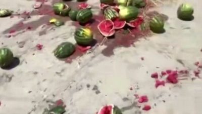 Sakarya’nın Geyve ilçesinde bir çiftçi, mahsulünün para etmemesine tepki göstererek,