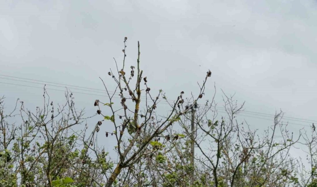 Düzce’de etkili olan zirai don sebebi ile fındıklarda yanma meydana